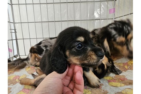 成約済の愛知県のミニチュアダックスフンド(ロングヘアード)-337220の4枚目