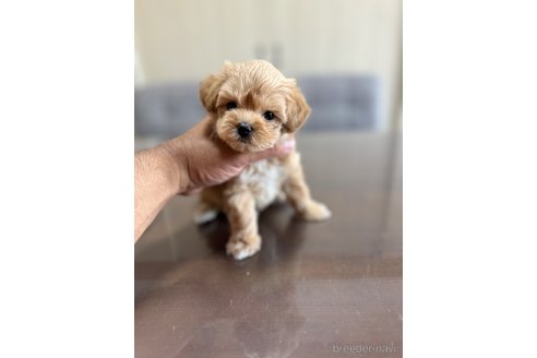 成約済の静岡県のマルプー:マルチーズ×トイプードル-335018の2枚目