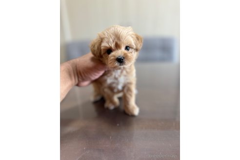 成約済の静岡県のマルプー:マルチーズ×トイプードル-335018