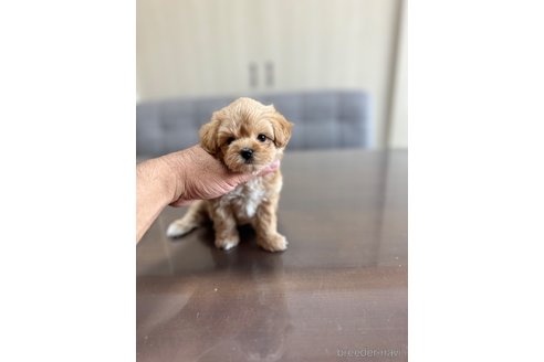 成約済の静岡県のマルプー:マルチーズ×トイプードル-335018の3枚目