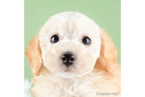 成約済の茨城県のトイプードル-337223の1枚目