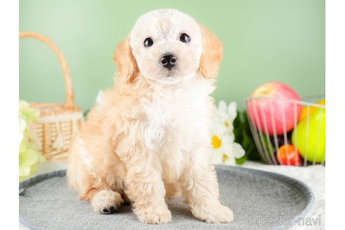 成約済の茨城県のトイプードル-337223の3枚目