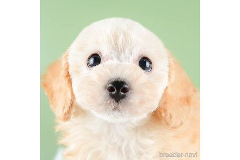 成約済の茨城県のトイプードル-337223の4枚目