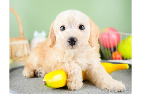 成約済の茨城県のトイプードル-337223の5枚目