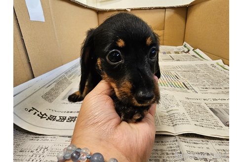 成約済の愛知県のミニチュアダックスフンド(ワイヤーヘアード)-337225の6枚目