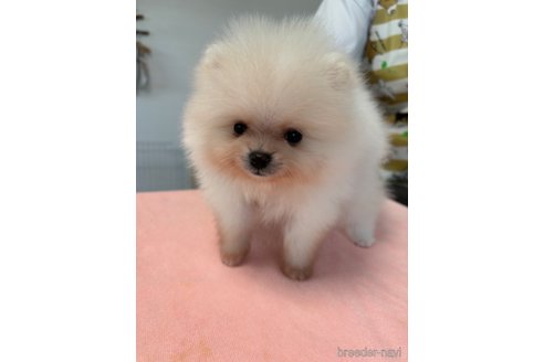 成約済の香川県のポメラニアン-331118の1枚目