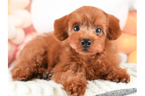 成約済の埼玉県のトイプードル-337240の4枚目