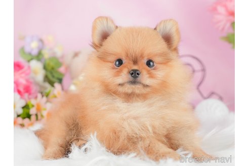成約済の茨城県のポメラニアン-337253の3枚目