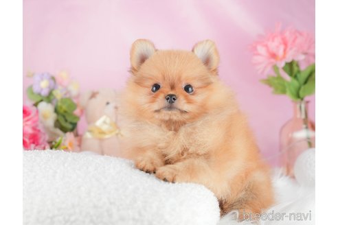 成約済の茨城県のポメラニアン-337253の6枚目
