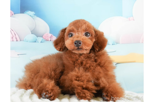 成約済の埼玉県のトイプードル-337256の1枚目