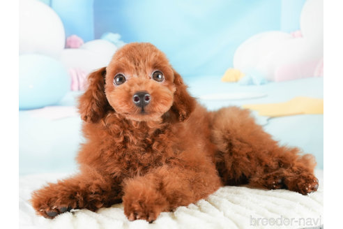 成約済の埼玉県のトイプードル-337256の5枚目