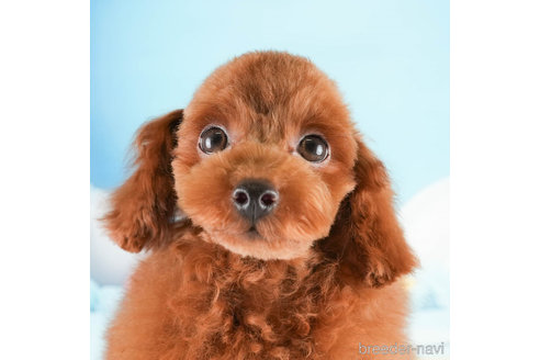 成約済の埼玉県のトイプードル-337256の3枚目