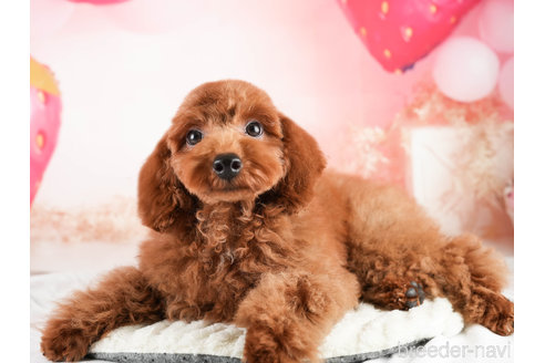 成約済の埼玉県のトイプードル-337257の5枚目