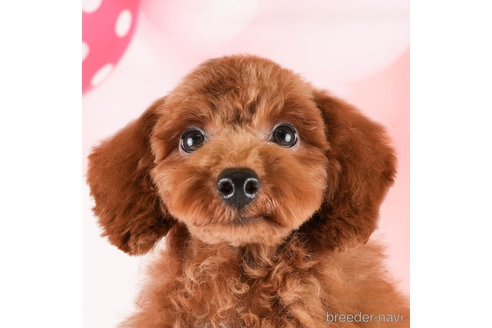 成約済の埼玉県のトイプードル-337257の3枚目