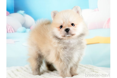 成約済の埼玉県のポメラニアン-337268の6枚目