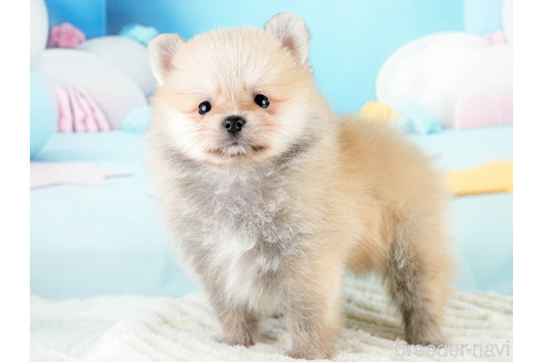 成約済の埼玉県のポメラニアン-337268の5枚目