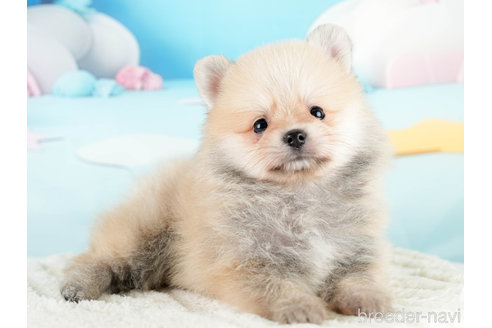 成約済の埼玉県のポメラニアン-337268の4枚目