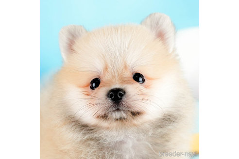 成約済の埼玉県のポメラニアン-337268の3枚目