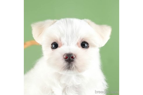 成約済の茨城県のマルチーズ-337272