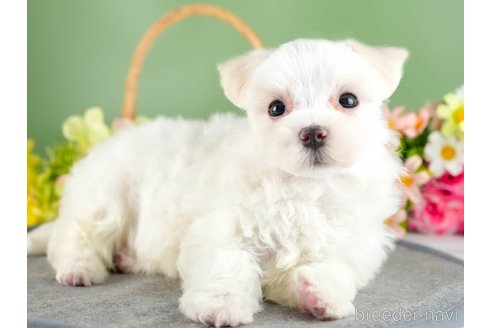 成約済の茨城県のマルチーズ-337272の6枚目