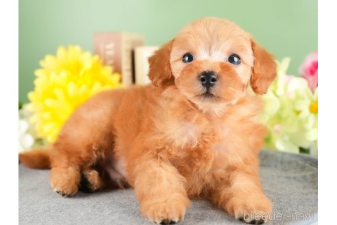 成約済の茨城県のトイプードル-337286の5枚目