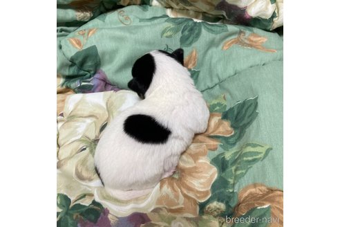 成約済の広島県のチワワ(ロングコート)-337290の5枚目