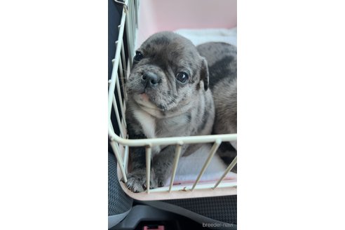 成約済の茨城県のミックス犬-336034の2枚目