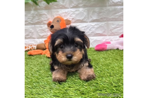 成約済の愛知県のヨークシャーテリア-334000の3枚目