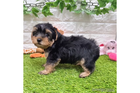 成約済の愛知県のヨークシャーテリア-334000の4枚目