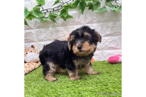 成約済の愛知県のヨークシャーテリア-334000の5枚目
