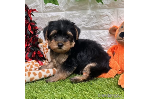 成約済の愛知県のヨークシャーテリア-334000の1枚目