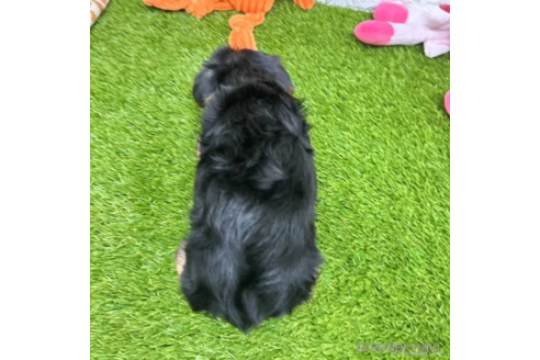 成約済の愛知県のヨークシャーテリア-334000の2枚目