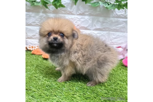 成約済の愛知県のポメラニアン-334167の4枚目