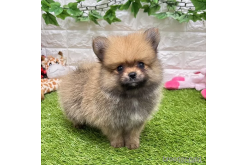 成約済の愛知県のポメラニアン-334167