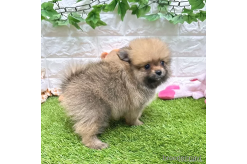 成約済の愛知県のポメラニアン-334167の5枚目