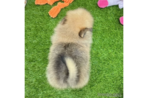 成約済の愛知県のポメラニアン-334167の2枚目