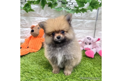 成約済の愛知県のポメラニアン-334167の3枚目