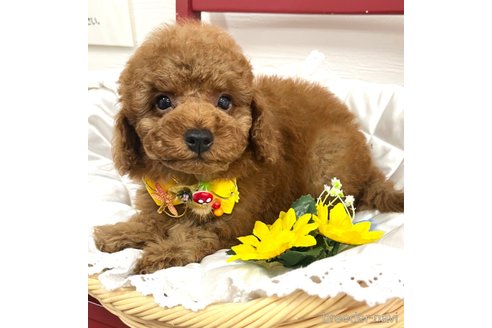 成約済の愛知県のトイプードル-331765の2枚目