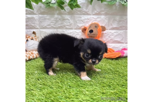 成約済の愛知県のチワワ(ロングコート)-334196の3枚目