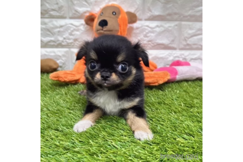 成約済の愛知県のチワワ(ロングコート)-334196