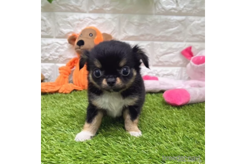 成約済の愛知県のチワワ(ロングコート)-334196の5枚目