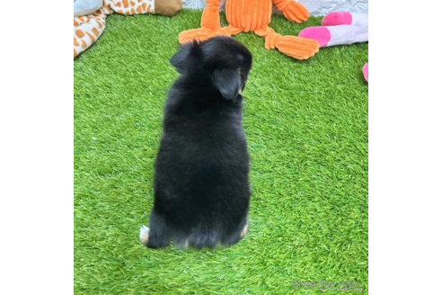 成約済の愛知県のチワワ(ロングコート)-334196の2枚目