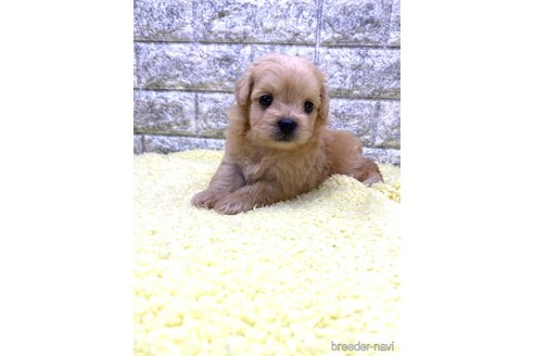 成約済の茨城県のミックス犬-337314の7枚目