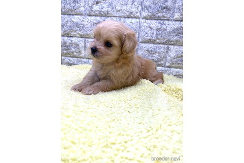 成約済の茨城県のミックス犬-337314の5枚目
