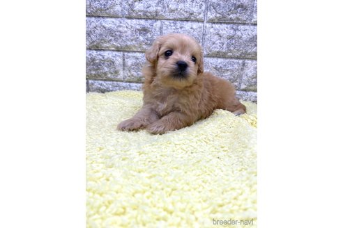 成約済の茨城県のミックス犬-337314の6枚目