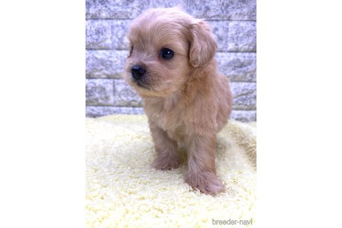 成約済の茨城県のミックス犬-337314の8枚目