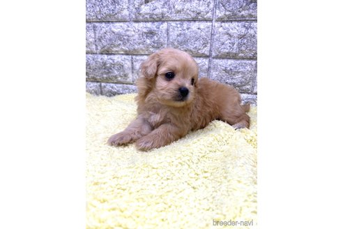 成約済の茨城県のミックス犬-337314の4枚目