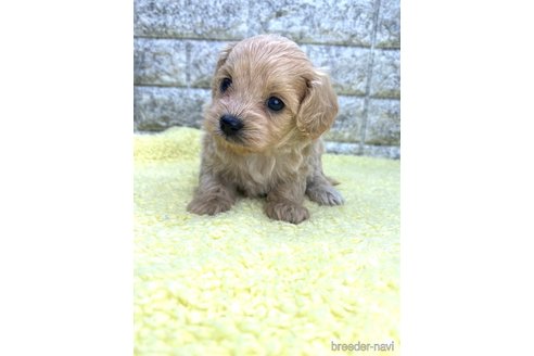 成約済の茨城県のミックス犬-337317の2枚目