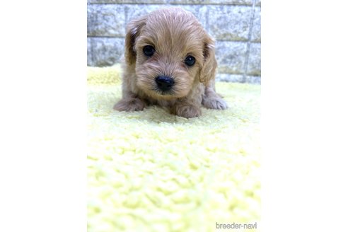 成約済の茨城県のミックス犬-337317の4枚目