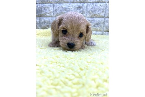 成約済の茨城県のミックス犬-337317の1枚目